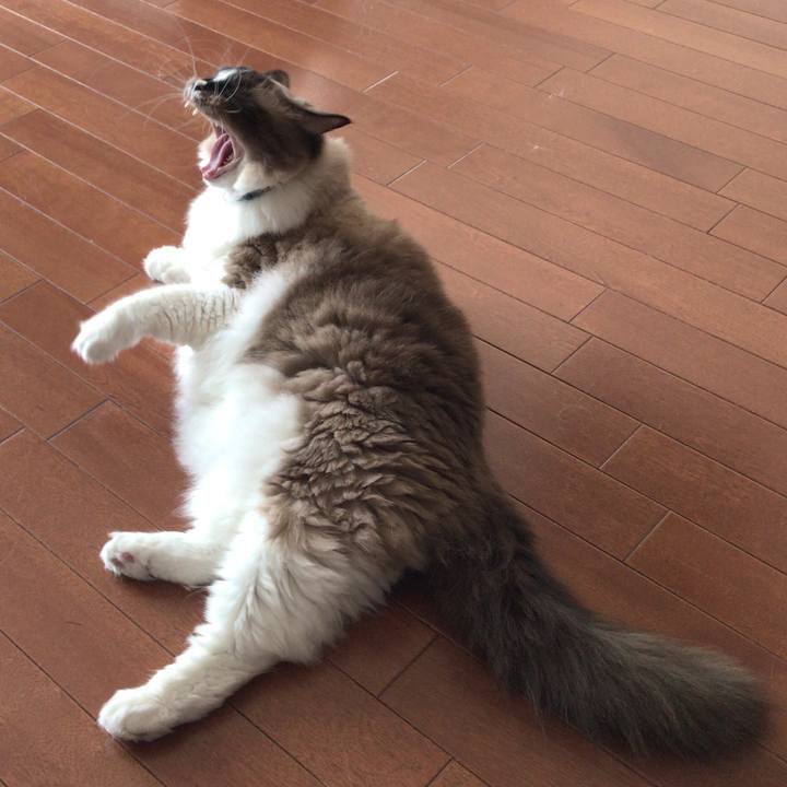 252e4a81 bcb1 47c8 b6c2 e72eea8916ca 1526190115777