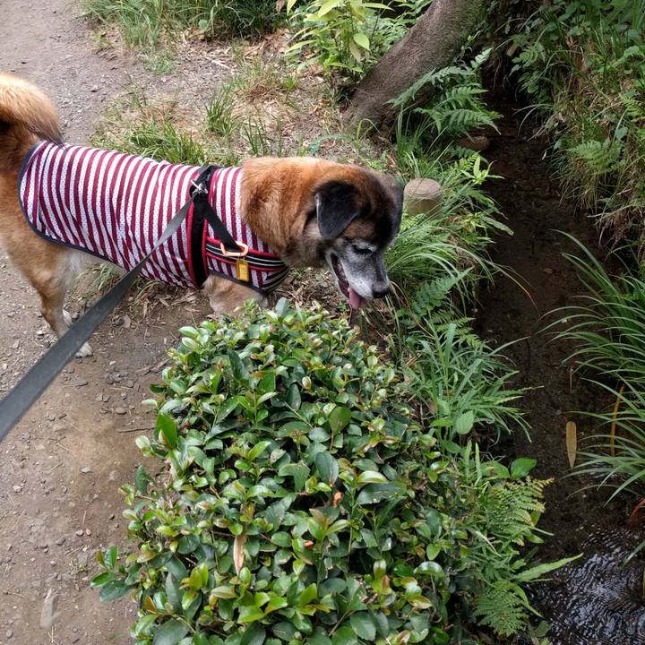 2537be59 0ef2 4a6c 9985 a0ed233c9d91 1532474527336