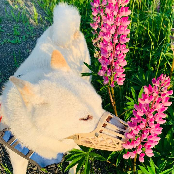 25384869 194e 44c1 8147 c2315e41162b 1623097855811