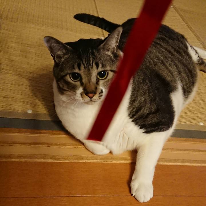 253ad002 7ef0 4422 906a 2cd5156bc097 1576798281202