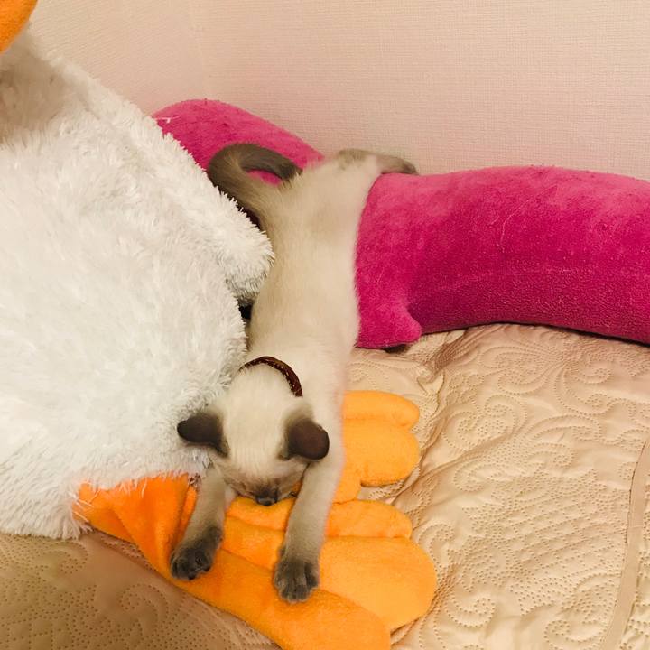 253b8548 fcf2 40db b1f7 464d09ffe22d 1572856570766