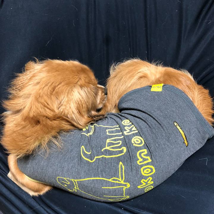 253bb18e b806 4174 baae 804d32f29734 1511442759119