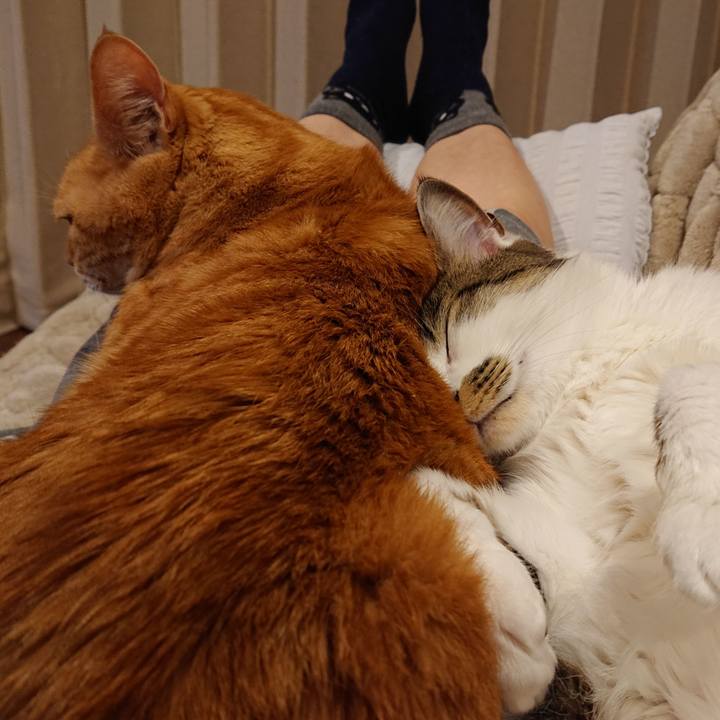 253e1c49 1dec 402a 8340 7515370bcc21 1615045552033