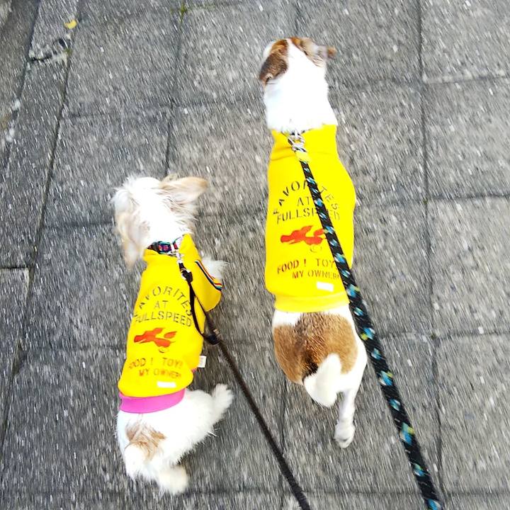 2542bd6e d556 4fc6 9217 f7d570c291dc 1542521864681