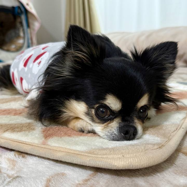 254466c3 e21e 43f1 b537 094ecb1e061d 1733538079427