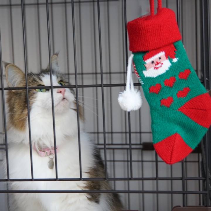 25476a28 e008 4f33 92e6 1d777526b289 1545620942119