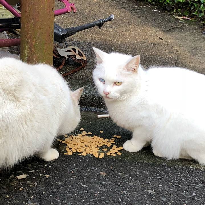 25481fc4 7f4d 44cb bfa0 d4e56ed66186 1521790297284