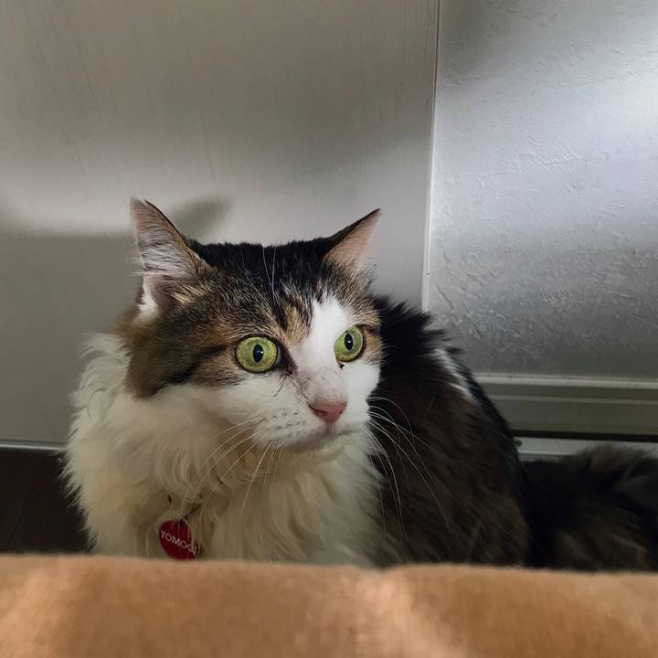 254822ef e1d2 478d bffb 3c67b1526fb4 1602682172756