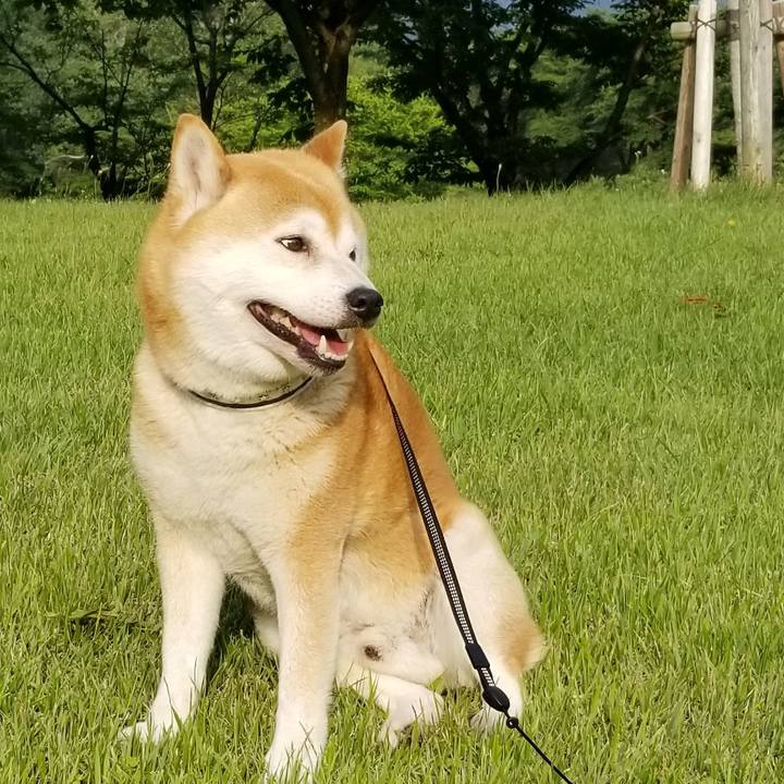 254a29c2 c331 4d86 9670 413f9552b023 1592293936033