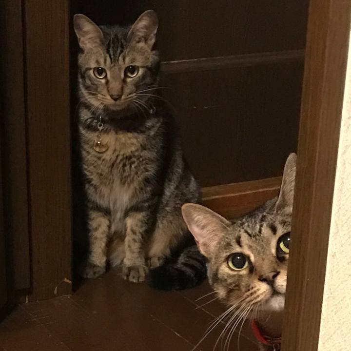 254ace43 93c2 45e7 92eb 3aa64060c11d 1539089810134