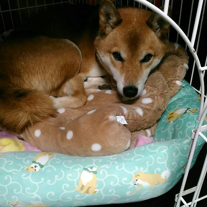 254afebc ef9a 48c4 acfa daf98d540a30 1542508001270