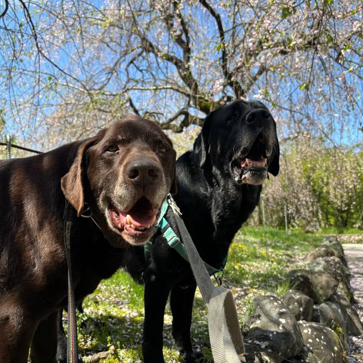 254bfe13 545a 47b4 a5f9 4b75c46777df 1776085056826