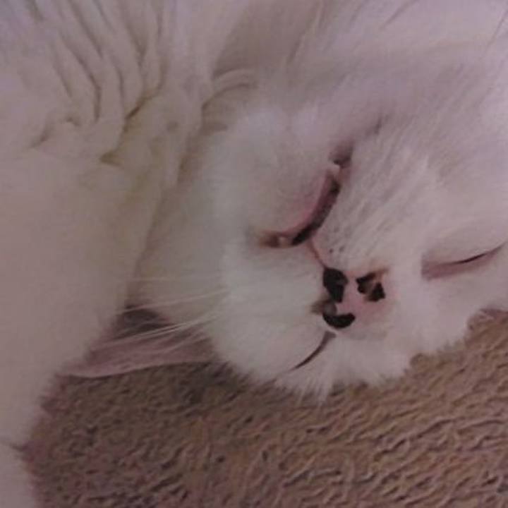 254cc8f4 c1c1 42a5 a28a 2cf56fc1327f 1689299719929