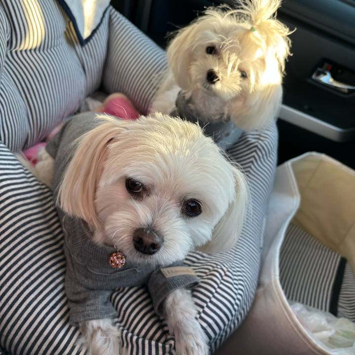 254dcf2e 7bad 4058 bbf0 190b28883515 1732448984705