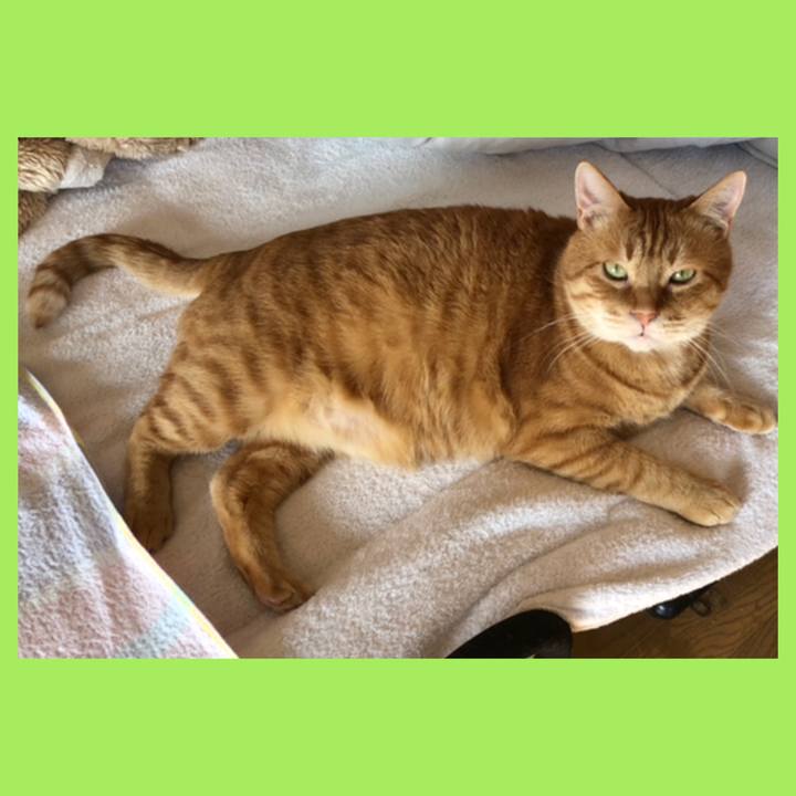 254f56fe 4ca2 432b 852b 504190069685 1587727989603