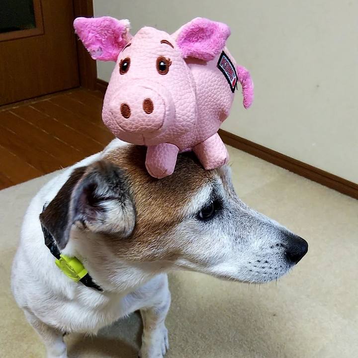 255128a8 c3c0 4a29 8cb9 7162c35fd64e 1529499823839