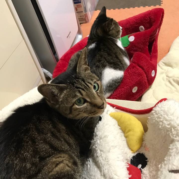 25545ec1 e236 4dcf a29e 38b197fae34a 1524793289745