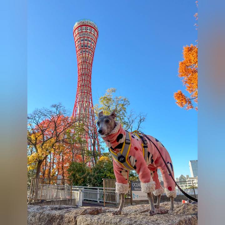 25554a1b 673d 4194 877a 509024e38ac2 1765454456076