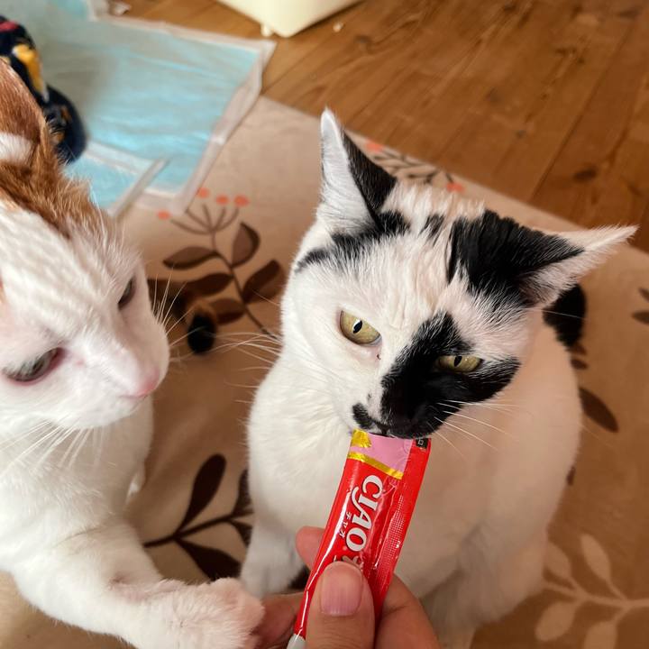 255810cb 791b 418a b6a7 8537c2efe35b 1771138754445