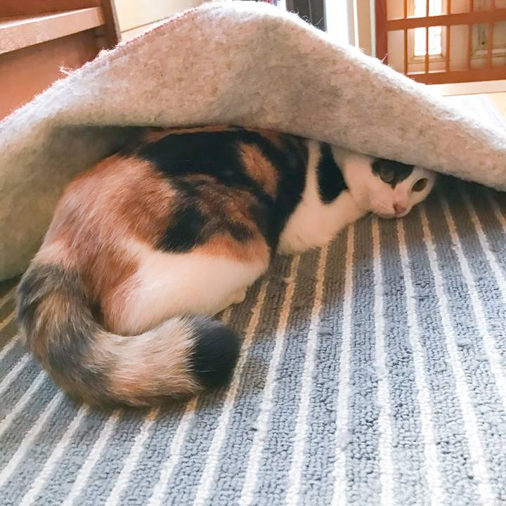 25590533 a34a 43e8 8575 399ee9fe29da 1512896097957