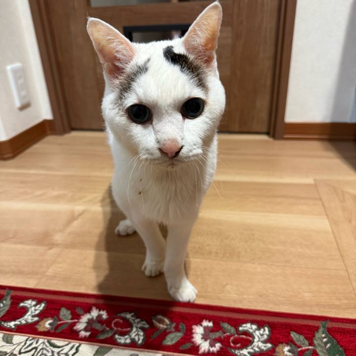 2559154e 83ae 44bb 8626 71801cdb651f 1764475669608