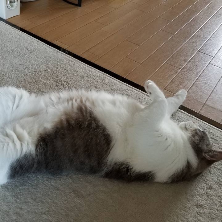 255da6fc 838a 4f8a 8da2 89c7b2477129 1592466885516