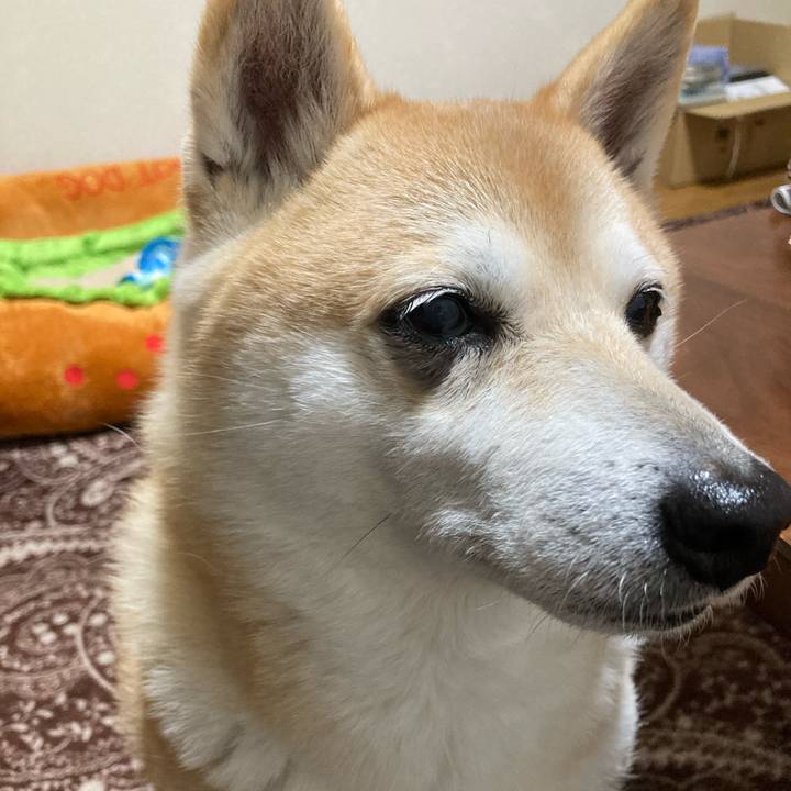 255e70fe a290 4697 ade8 d8229c23e195 1618914666855