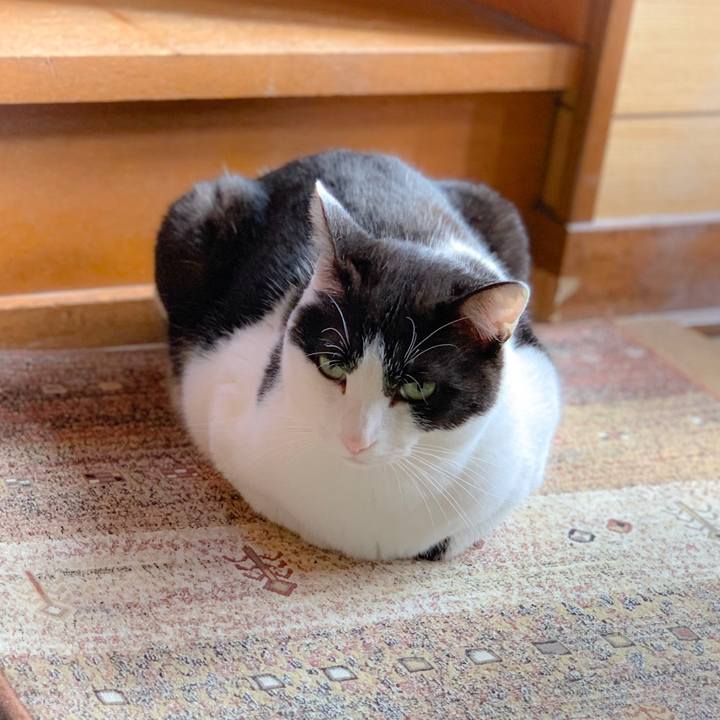 255f4511 c719 400f b4a6 00a92d2b1975 1558231119316