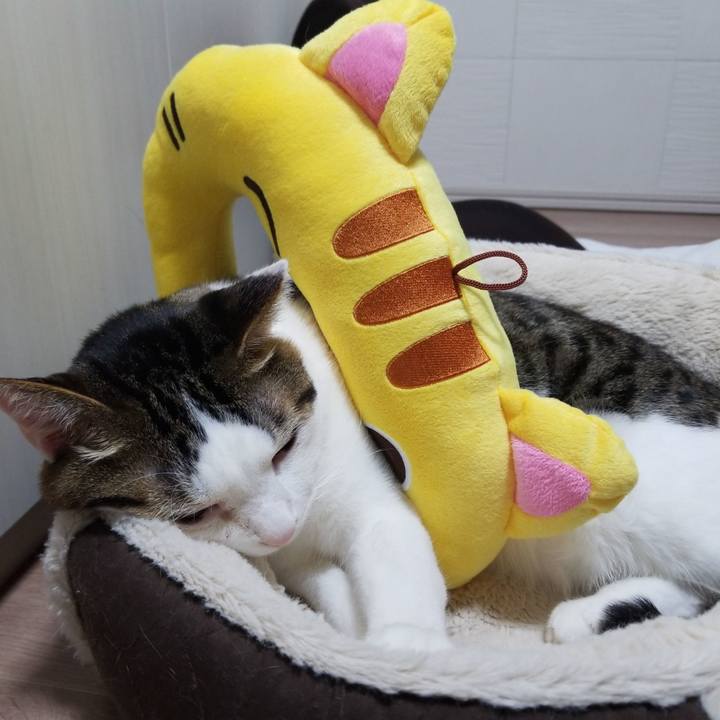 25606db3 f6e4 4a72 b483 ada1b3be9ede 1585142003513