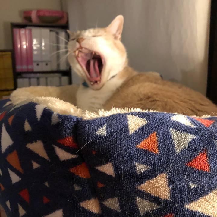 2561d11a b4bd 4dab b7ec aa7cdef6b892 1622980581909