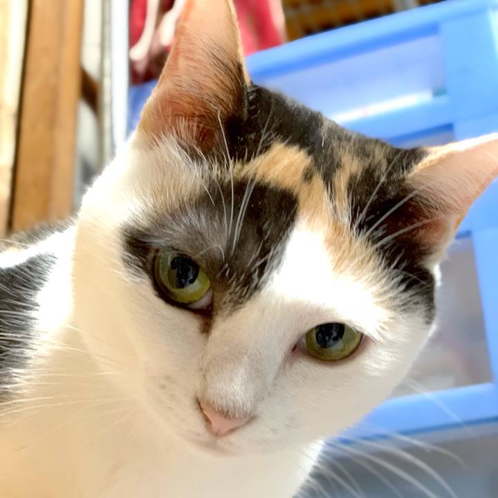 256492b6 af0d 4cd4 a9c1 0f90725a54a4 1539740317164