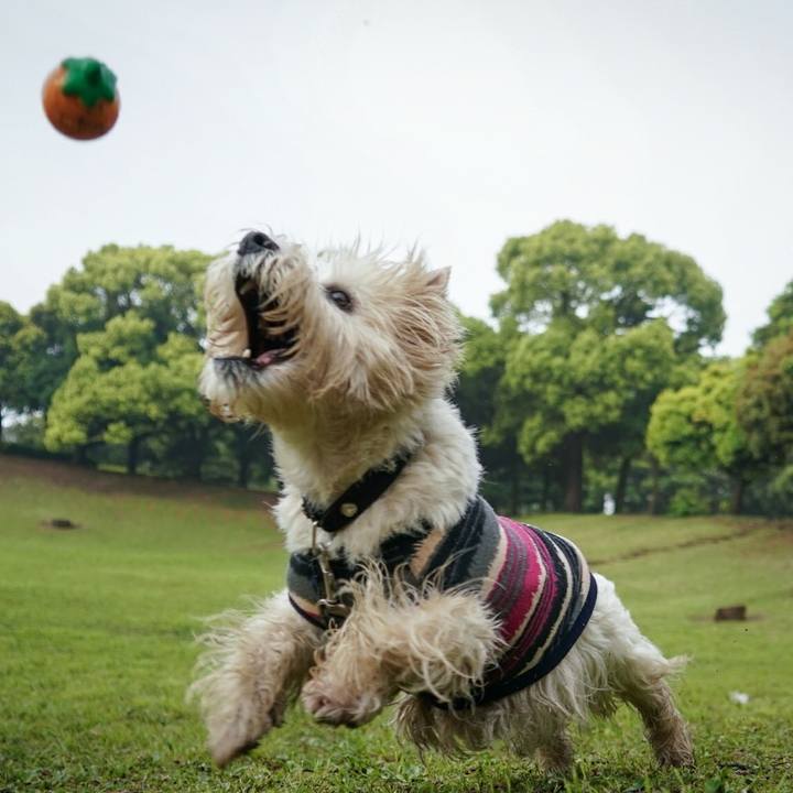 256520ce b70f 4f89 b975 bbd80a60234c 1526302977078