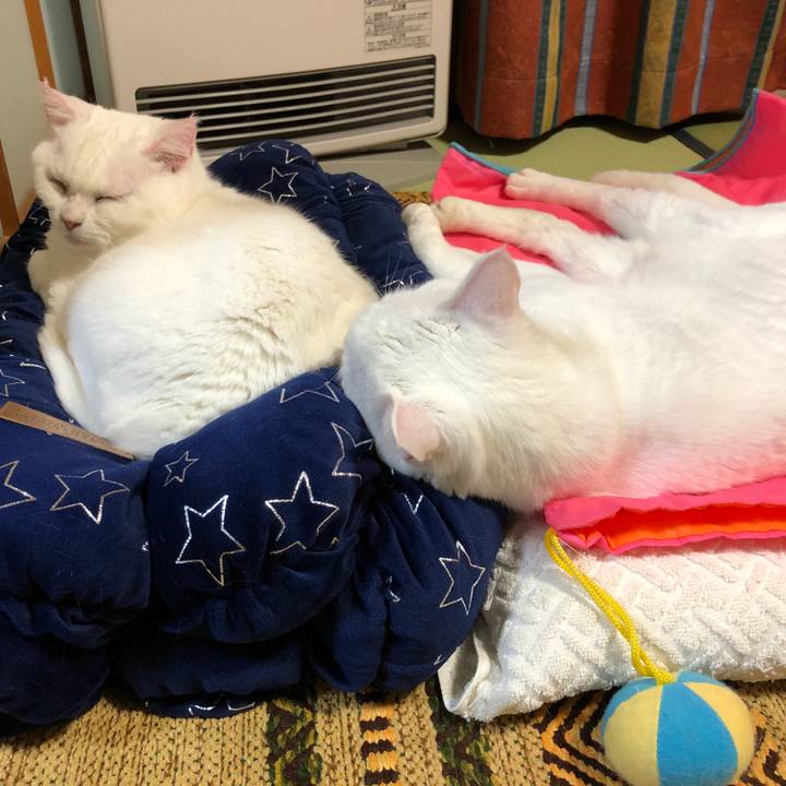 25685143 fca7 44b1 b121 7306a4deb4bc 1543408534944