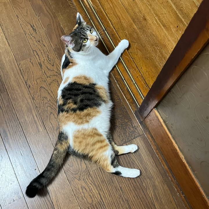 2568c4e7 d662 4a7e b664 6e7833fec39f 1759635965596