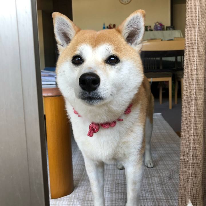 2569fdf5 2c9e 4696 8555 c5c005016ab6 1558130262057