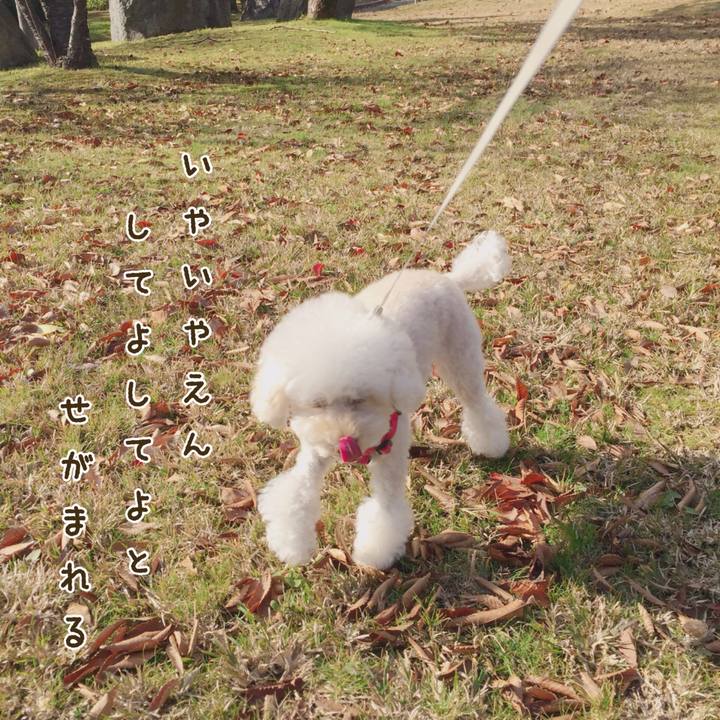 256c4ab8 a947 4764 b475 ecfc4f6e5f81 1510666056582