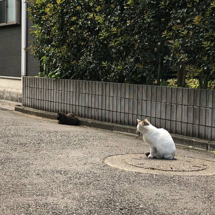 256e2506 6450 435e 8a72 207f0d75c0fb 1620574815087