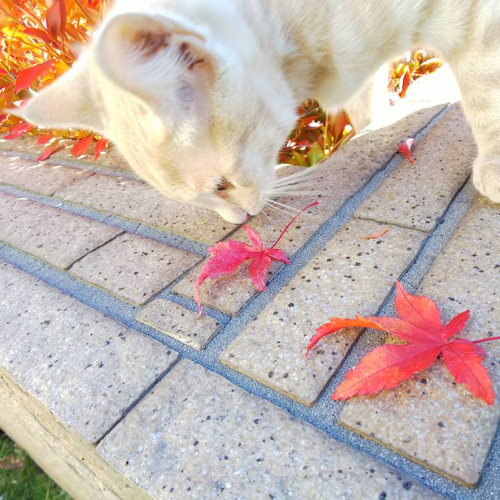 256f80a2 493d 4285 8ede 28368118f7ab 1541295130248