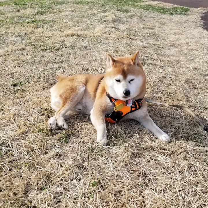 25727be5 1006 4f84 a6f4 4131591fe23c 1617001285900