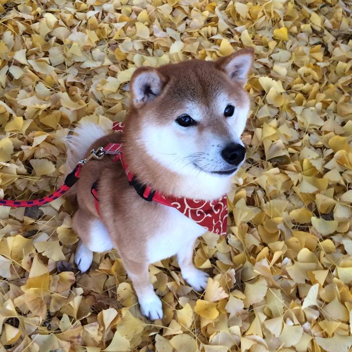 2577a086 ec80 42ef a73f b264bc2bb67c 1511061985174