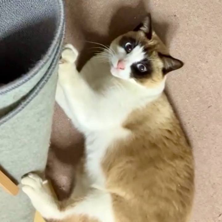 2577ffc1 1e3c 4676 a6a4 12ecf050ce54 1741226945384