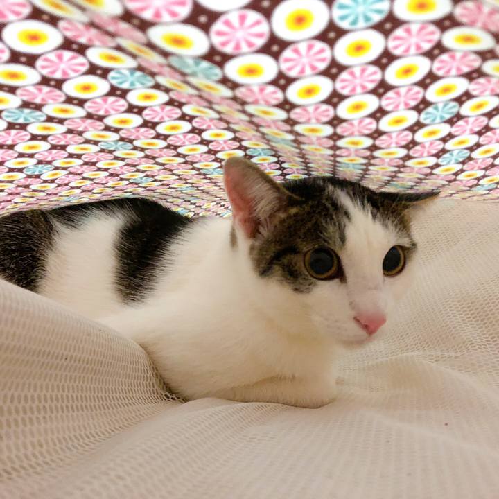 25784b80 dd2a 4d24 8004 a23c2c5a37ba 1584799404701