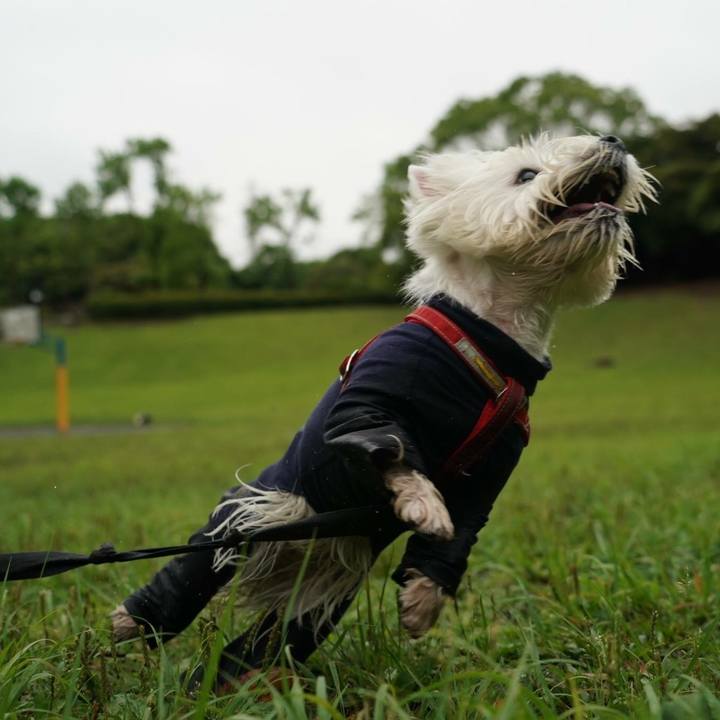 25792b78 29dd 4cc1 84a8 358f1048325c 1528857970433