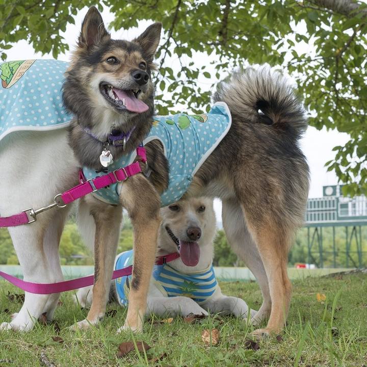 257a6c71 52a6 40cc b3cd 717b01d4346b 1534442321589