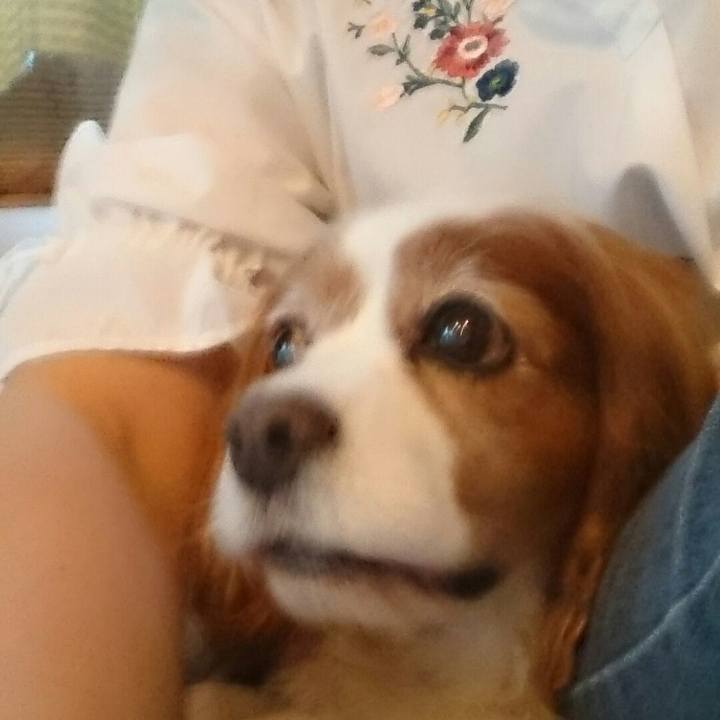 257b2663 ba36 49cd b1a5 10ba3f82093a 1526634269143