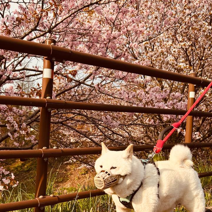 257b2ae4 1837 4dd8 8b2c de1fbaf7bb35 1746396592249