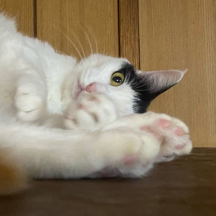 2580a497 00cb 4c9a 86d1 727d707f9613 1653571353225