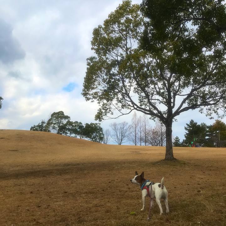 2580a590 d43f 433d 8918 6a693370c9b6 1514206793135