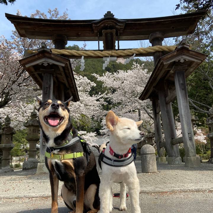 2580b289 cb68 4555 9b67 4670dae7da06 1680174705661