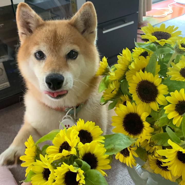 258537a5 8e1b 4cfe b5ad d6971569b8ee 1564367806719